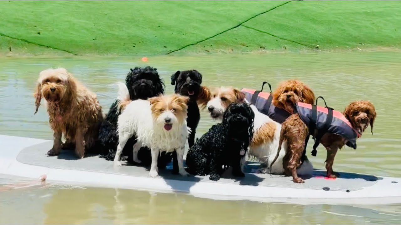 Happy Thursday y’all 🐶 Yay 🙌, New Friends! 