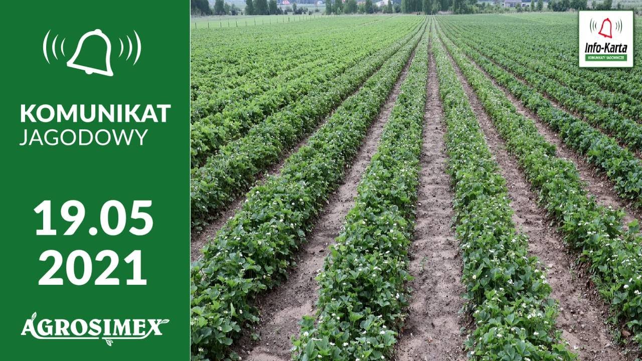 Ochrona i nawożenie truskawek tuż przed i w fazie kwitnienia - komunikat jagodowy Agrosimex