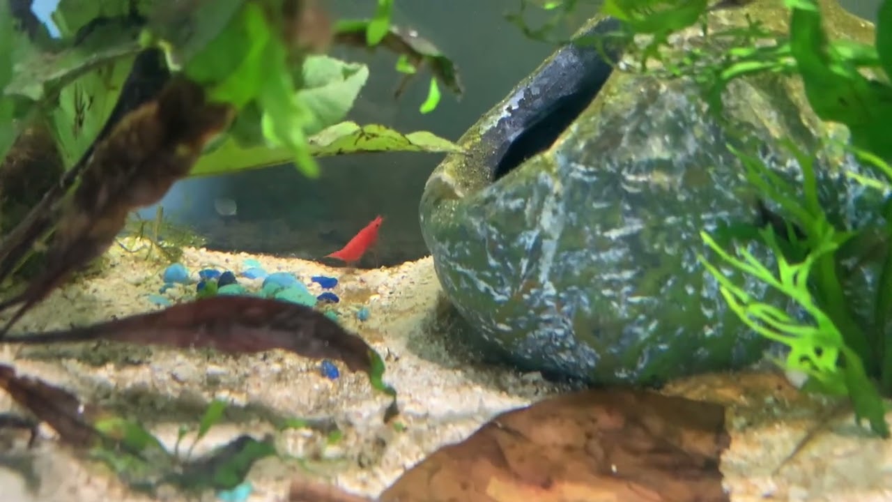 Greg the shrimp