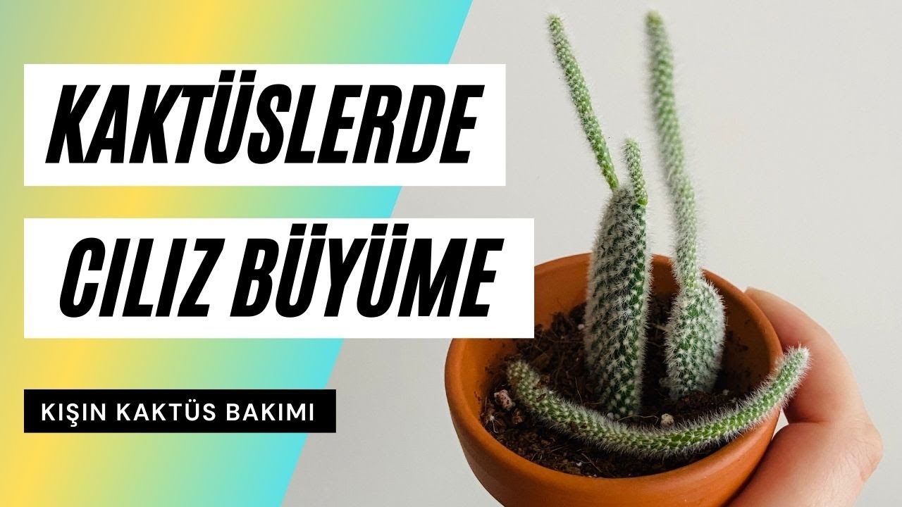 Kaktüslerde cılız büyüme ve kışın kaktüs bakımı | Tavşan kulağı kaktüsü ince uzuyor neden?