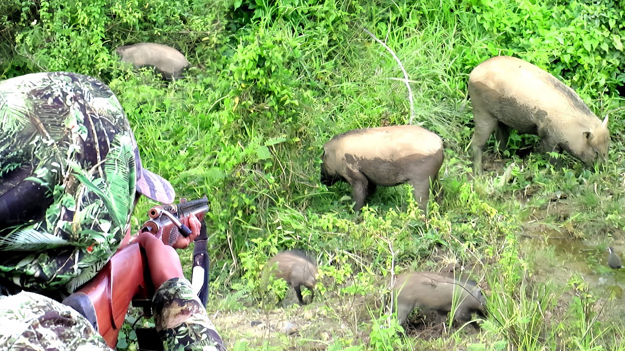 BERBURU KAWANAN BABI HUTAN//MUSIM PANAS POIN BABI HUTAN JUMBO BERTUBI-TUBI