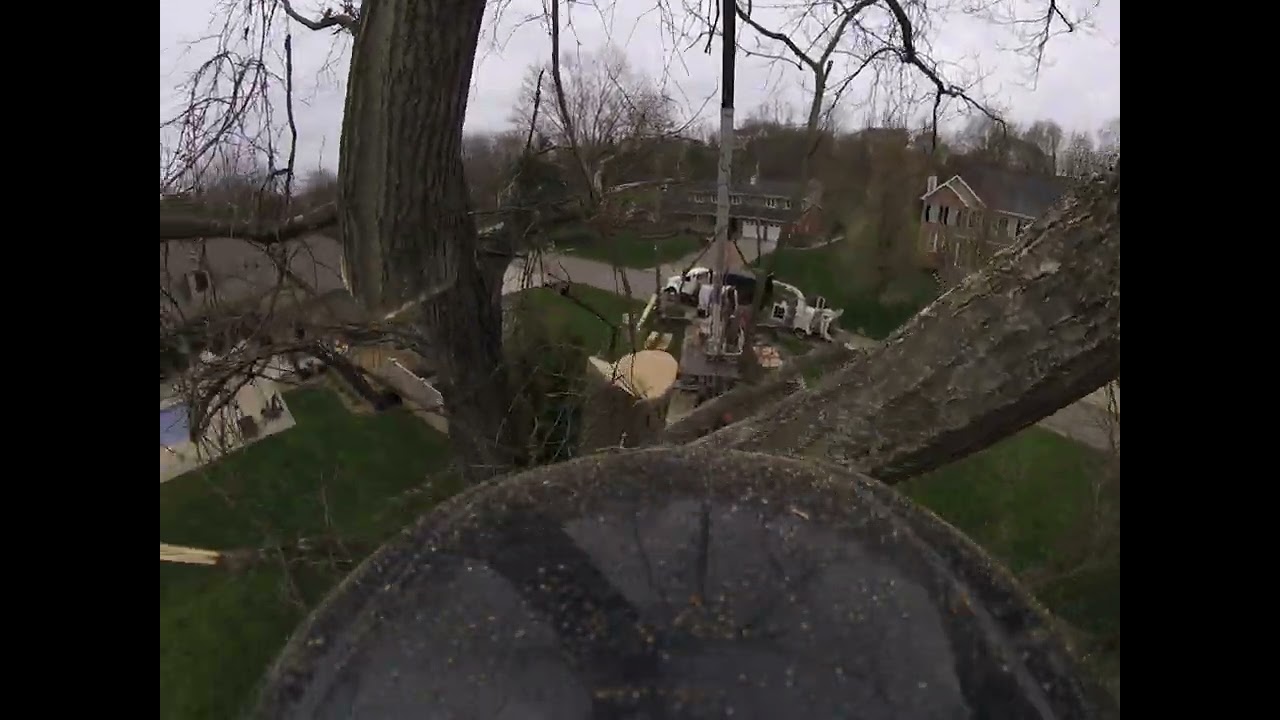 Manitex TREE MONSTER crane removal.     #stihl #arborist #treework #ms500i #crane