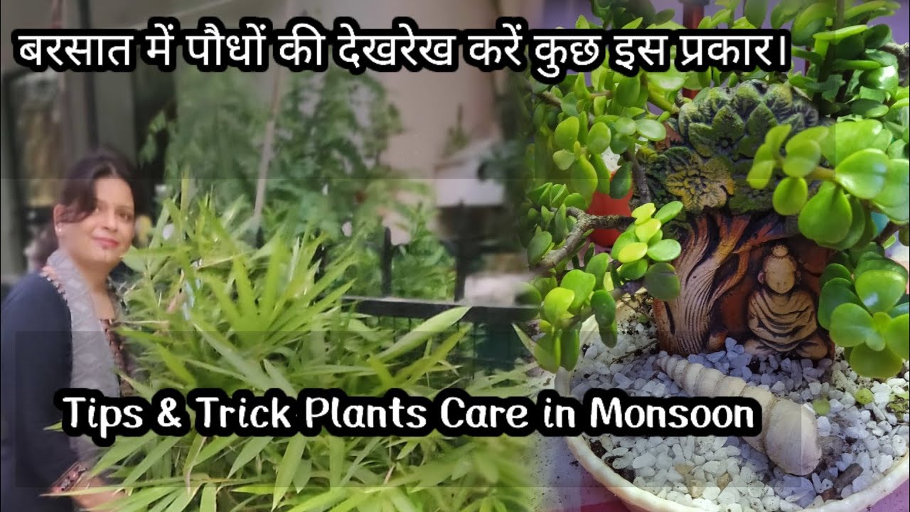 Barish mein podhon ki देखभाल #Saveplants #Extreme_rain #Gardentips &tricks