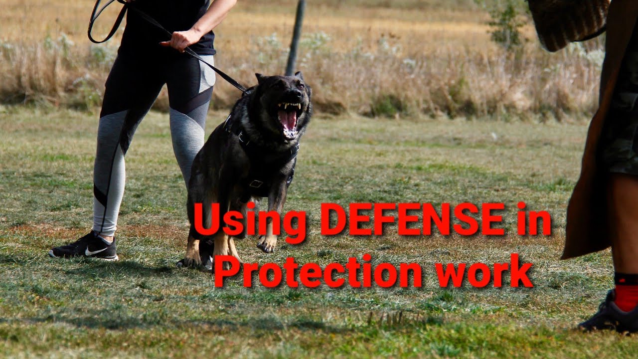 HOW TO Protection Training in DEFENSE with German Shepherd #k9 #germanshepherds #dogtraining