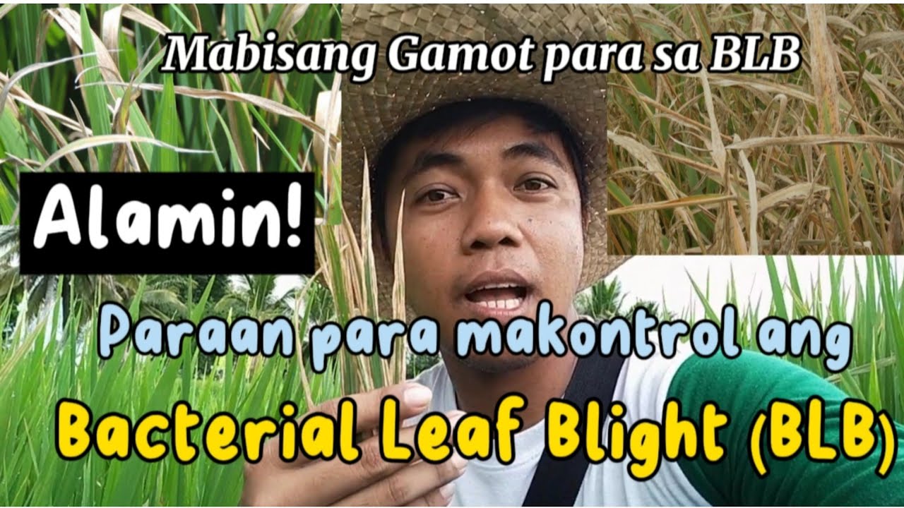 Ano at Paano makokontrol ang Bacterial Leaf Blight (BLB) / Gamot para sa Bacterial Leaf Blight
