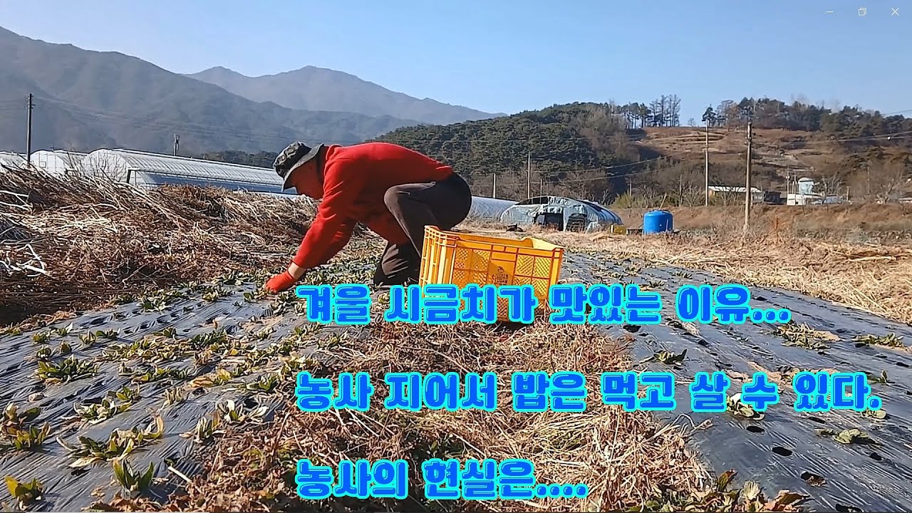 겨울 시금치 왜 맛있지 ㅣ수억 번다는 농사 그 현실은..