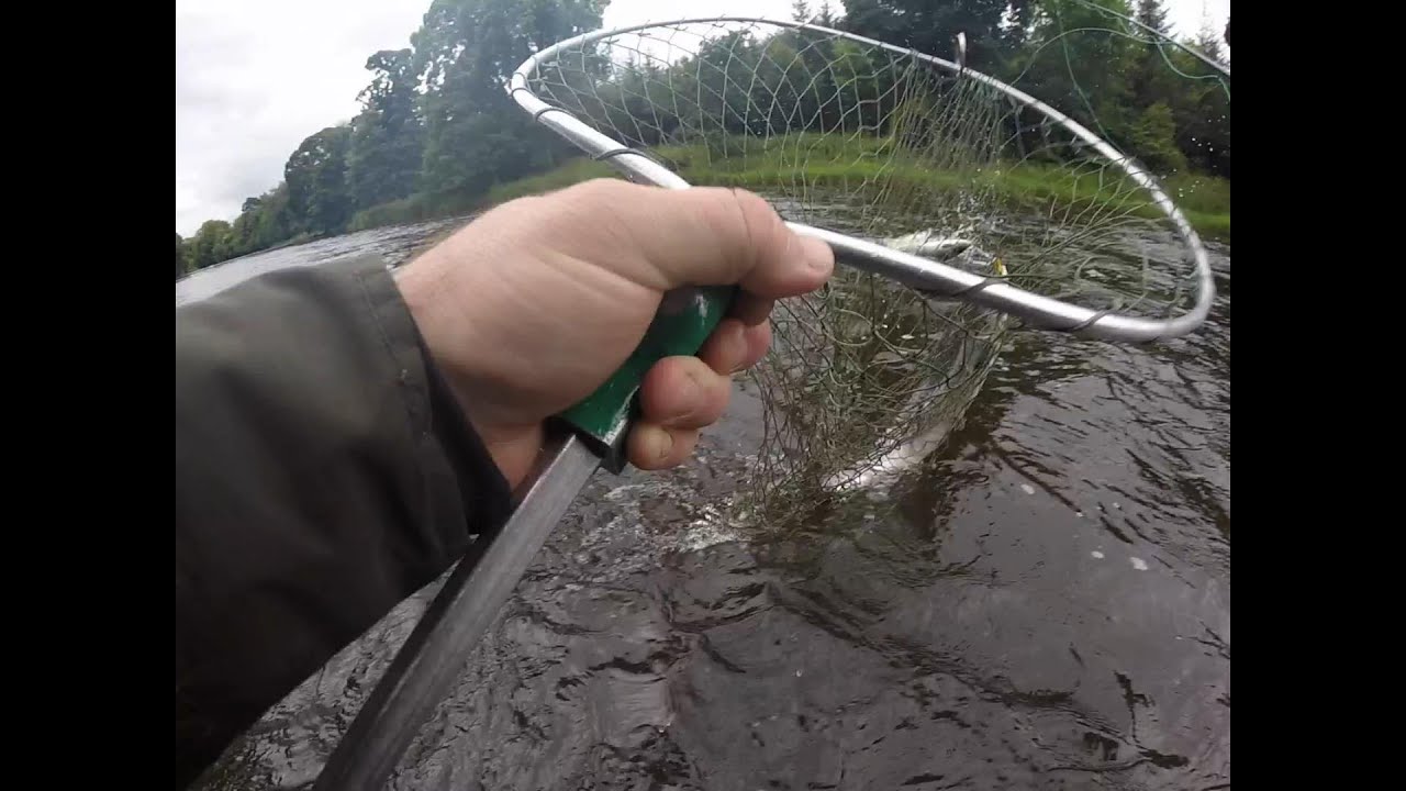 Salmon Takes Thunder and Lightning ( Believe In The Take )