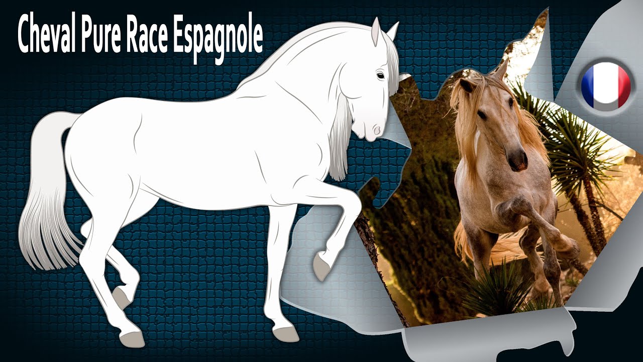 Cheval Pure Race Espagnole, des chevaux très élégants, aux allures relevées, Races de chevaux