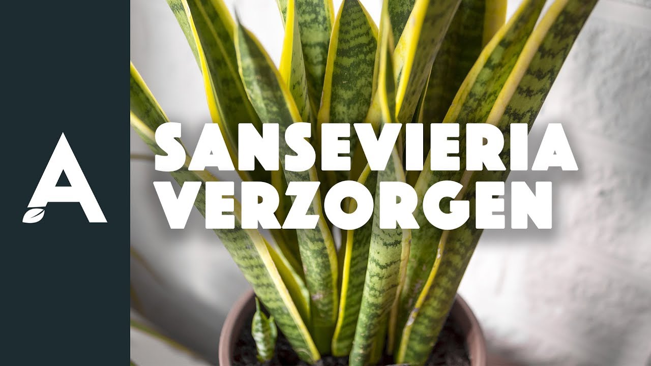 Sansevieria verzorgen I Een groener thuis! #19 I Angelo Dorny