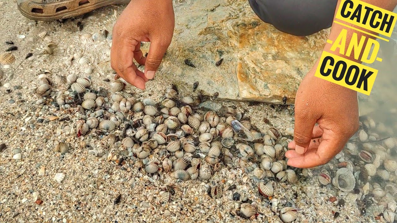 Ribut Senyar Bawa Kerang Banyak!!Catch and Cook!!