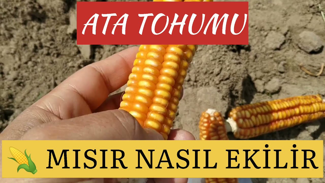 ATA TOHUMU MISIR NASIL EKİLİR l MISIR EKİMİ #misirekimi #atatohumu #misirnasilekilir