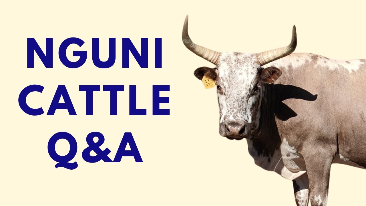 Nguni Cattle Q&A with Farmers Edwin Rous and GT Fereirra