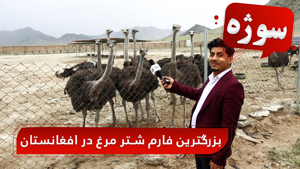 Sozha - The largest ostrich farm in Afghanistan / سوژه - بزرگترین فارم شتر مرغ در افغانستان