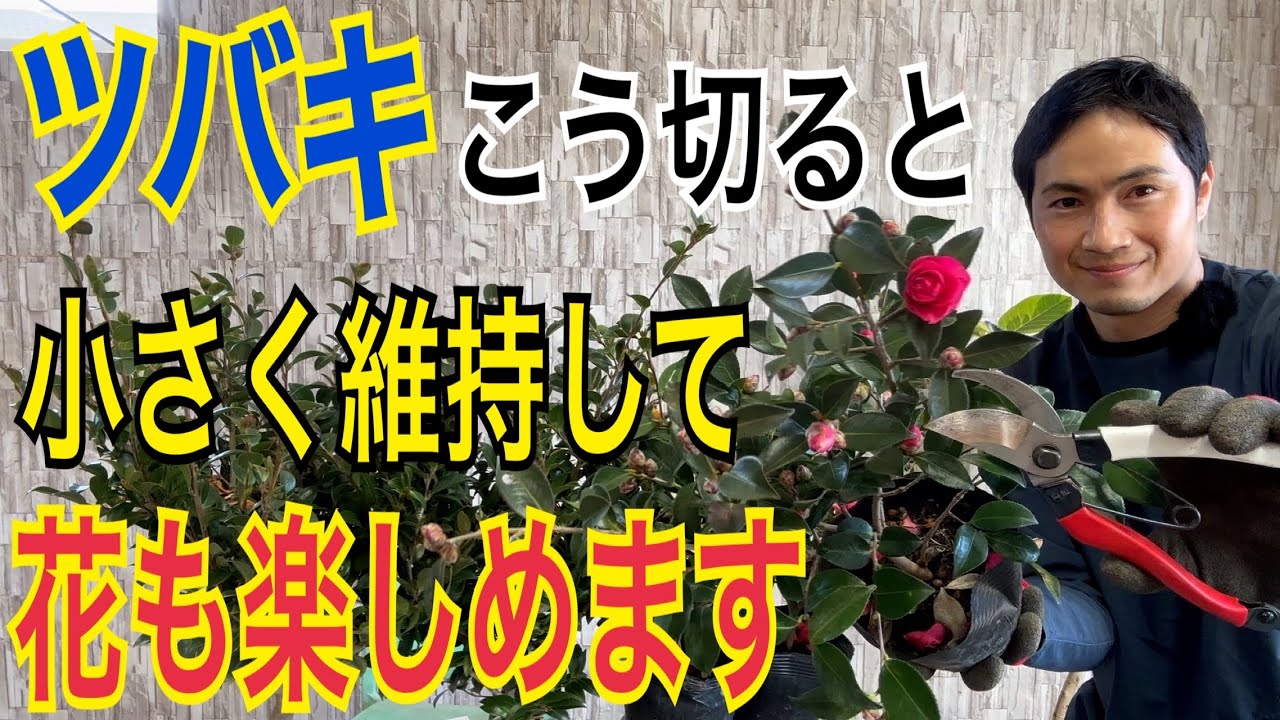 【ツバキ】2ステップ剪定でコンパクトにしっかり花つきもアップします！【園芸】【ガーデニング】