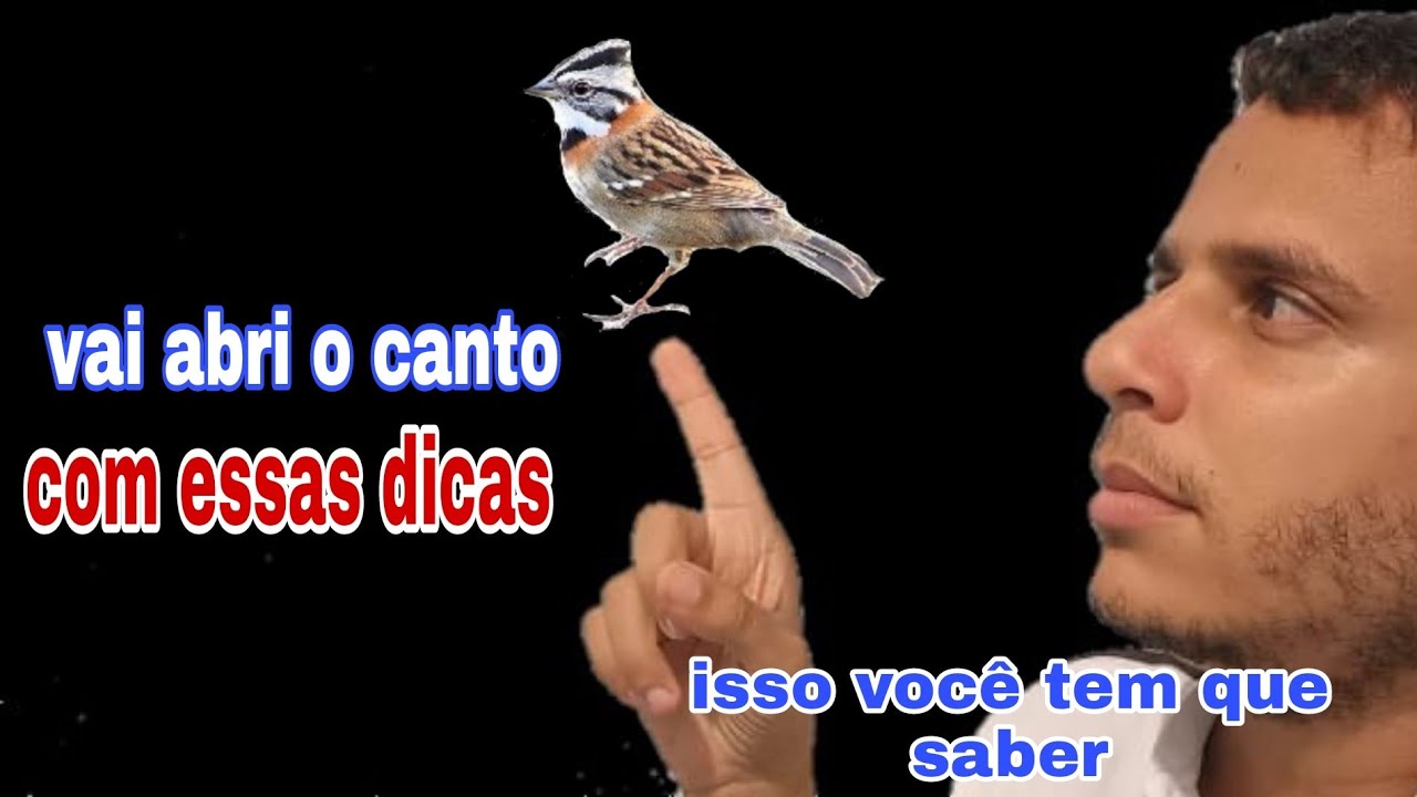 manejo certo para tico tico abri o canto é cantar muito