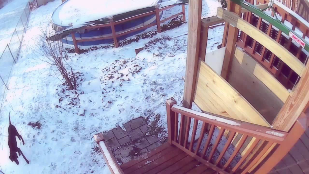 Buster's Dog Elevator