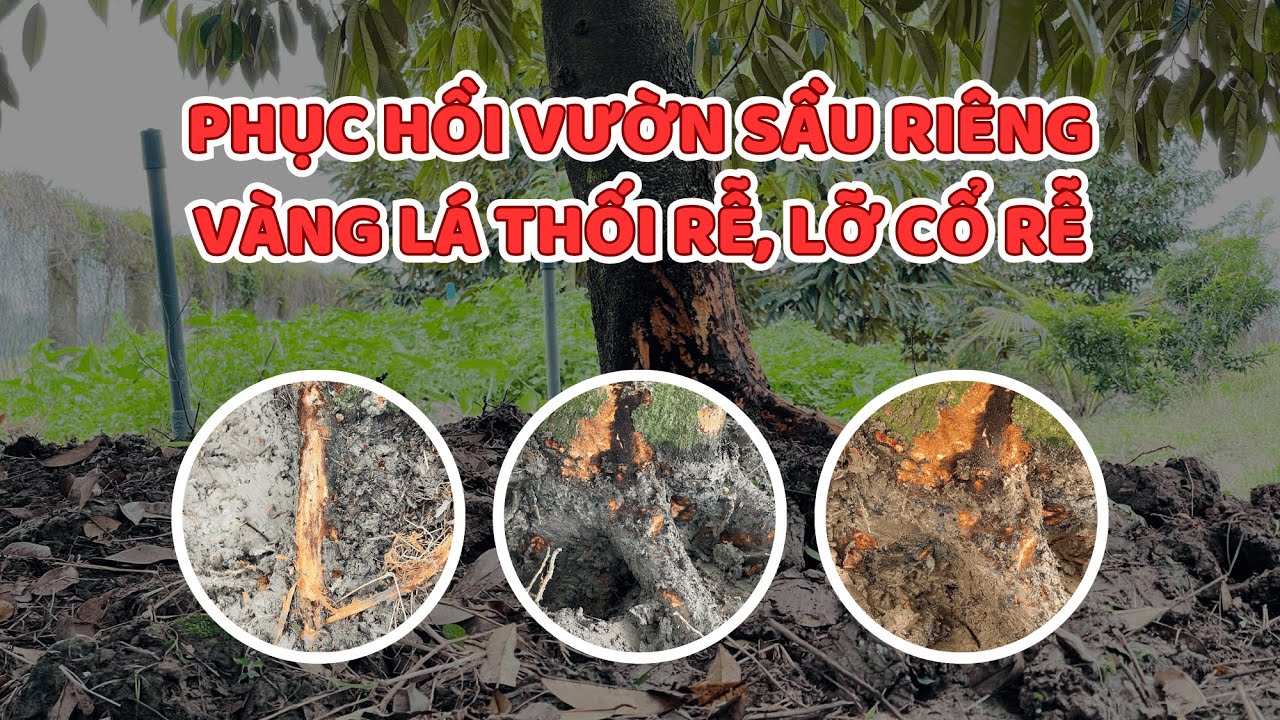 PHỤC HỒI VƯỜN SẦU RIÊNG BỊ VÀNG LÁ THỐI RỄ, LỠ CỔ RỄ