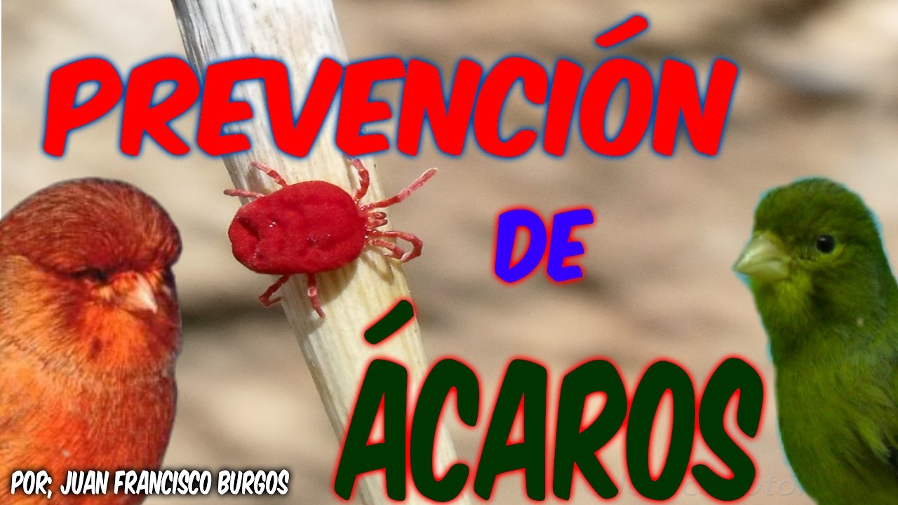 PREVENCION DE ACAROS (HD)