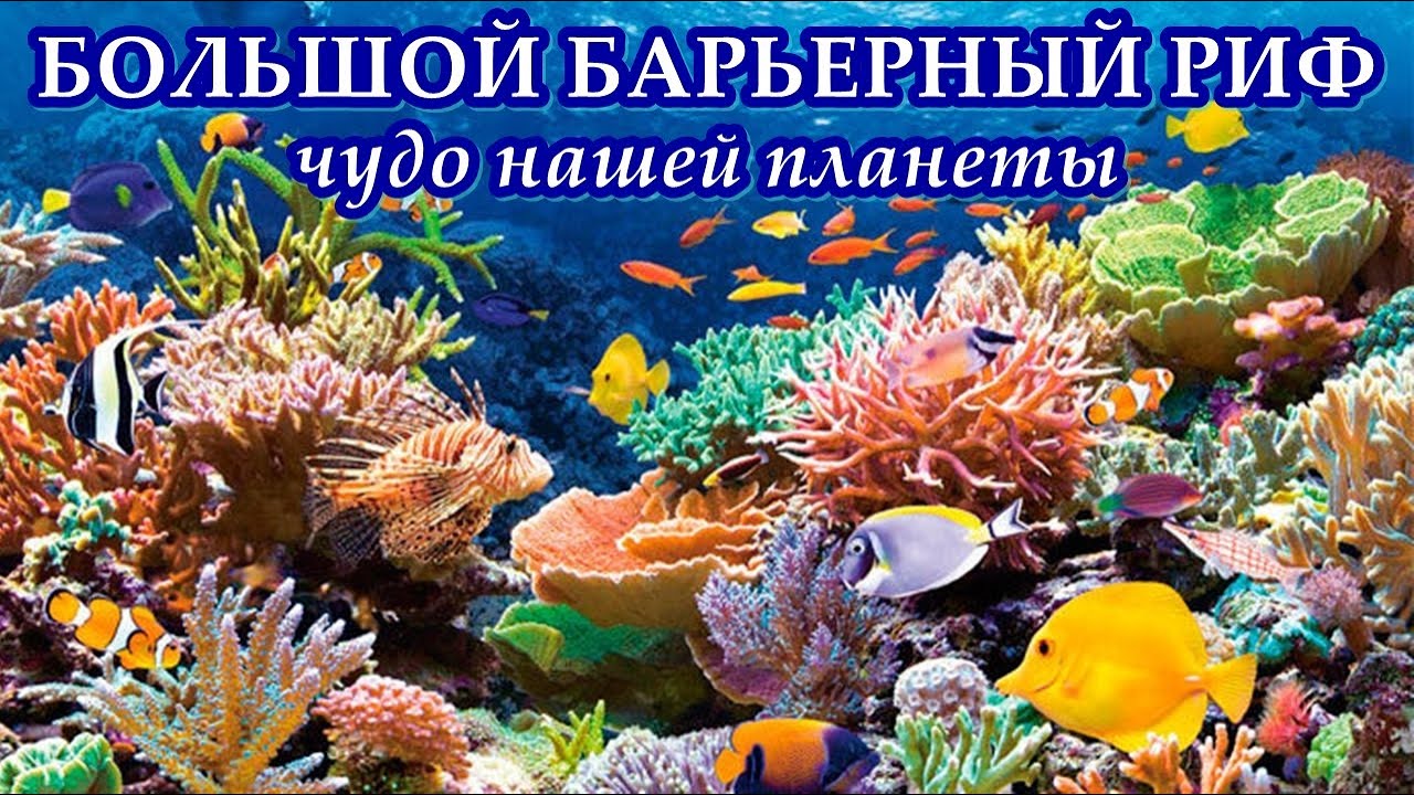 БОЛЬШОЙ БАРЬЕРНЫЙ РИФ - Чудо нашей планеты