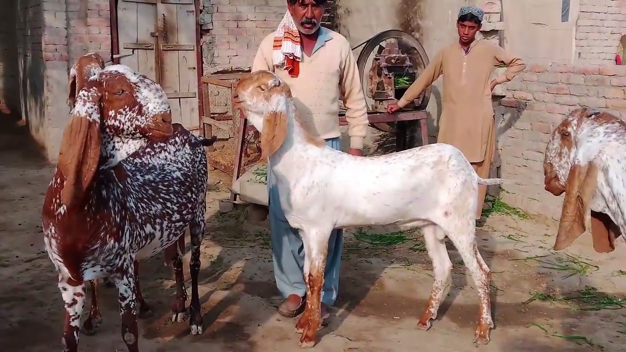 ماشاءاللہ قاری اعظم کا شوق