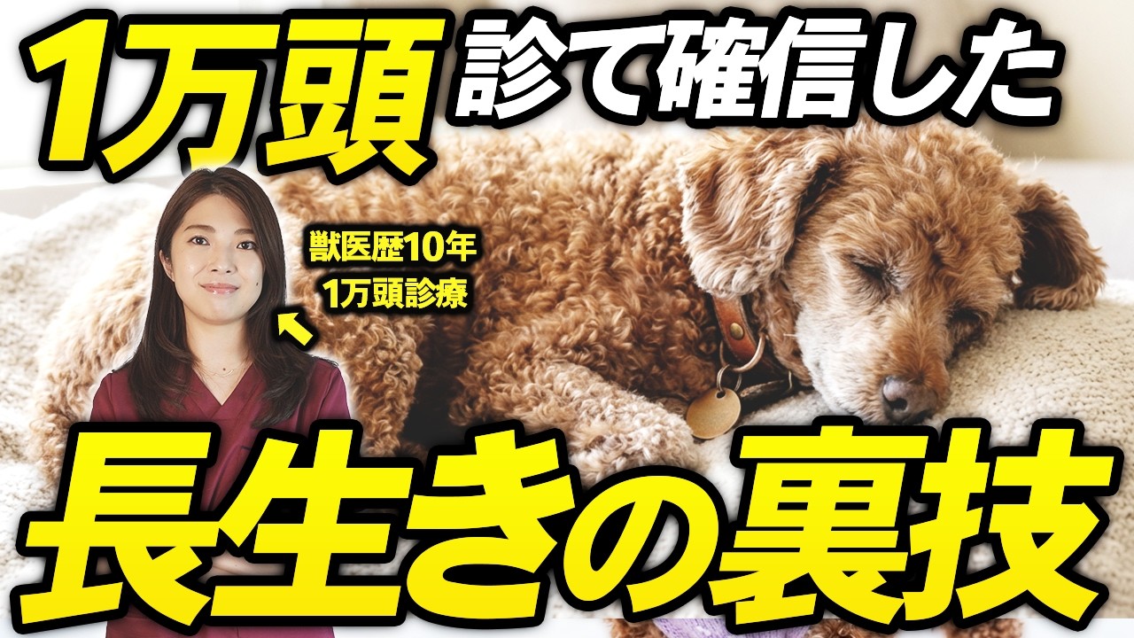 長生きする犬に共通する7つの特徴