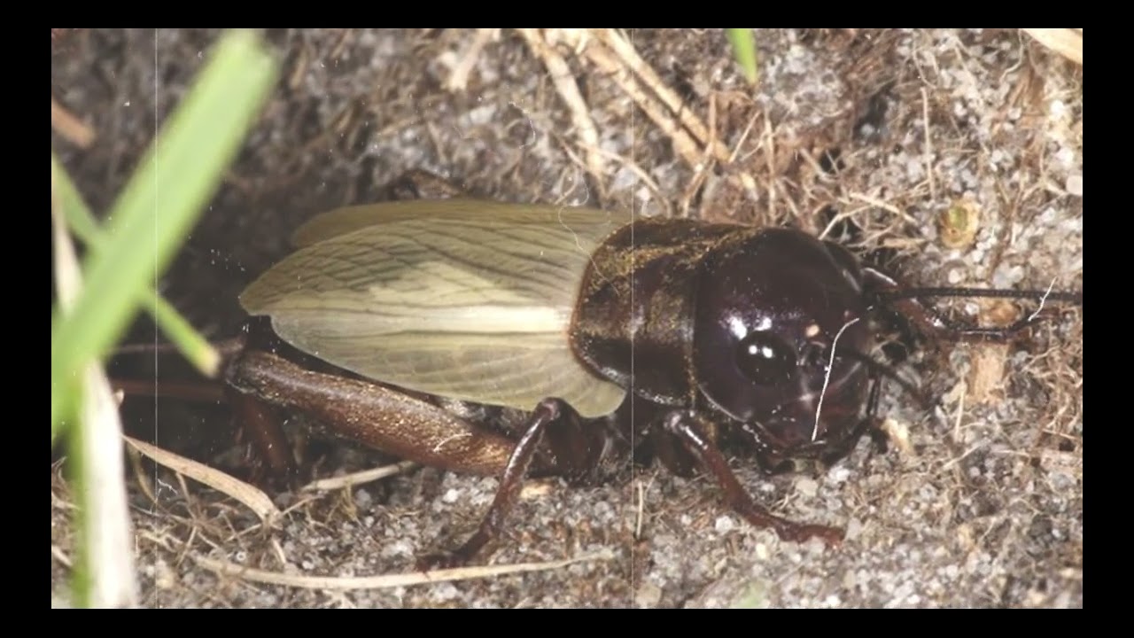 Relaxing Music with Cricket Sounds