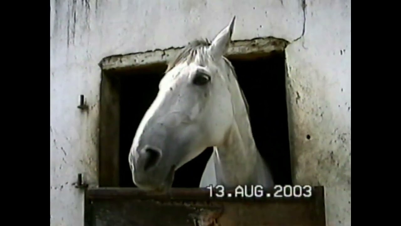 Ireland2003 Horse Riding