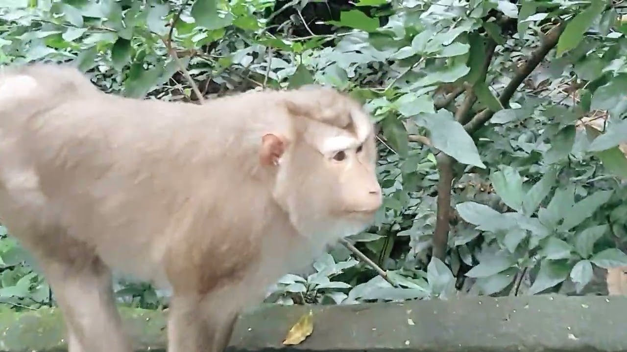 Inside the Monkey Forest!#monkey #forest #cute #animal #zoo #tree #tiktok #viral #indonesia #india