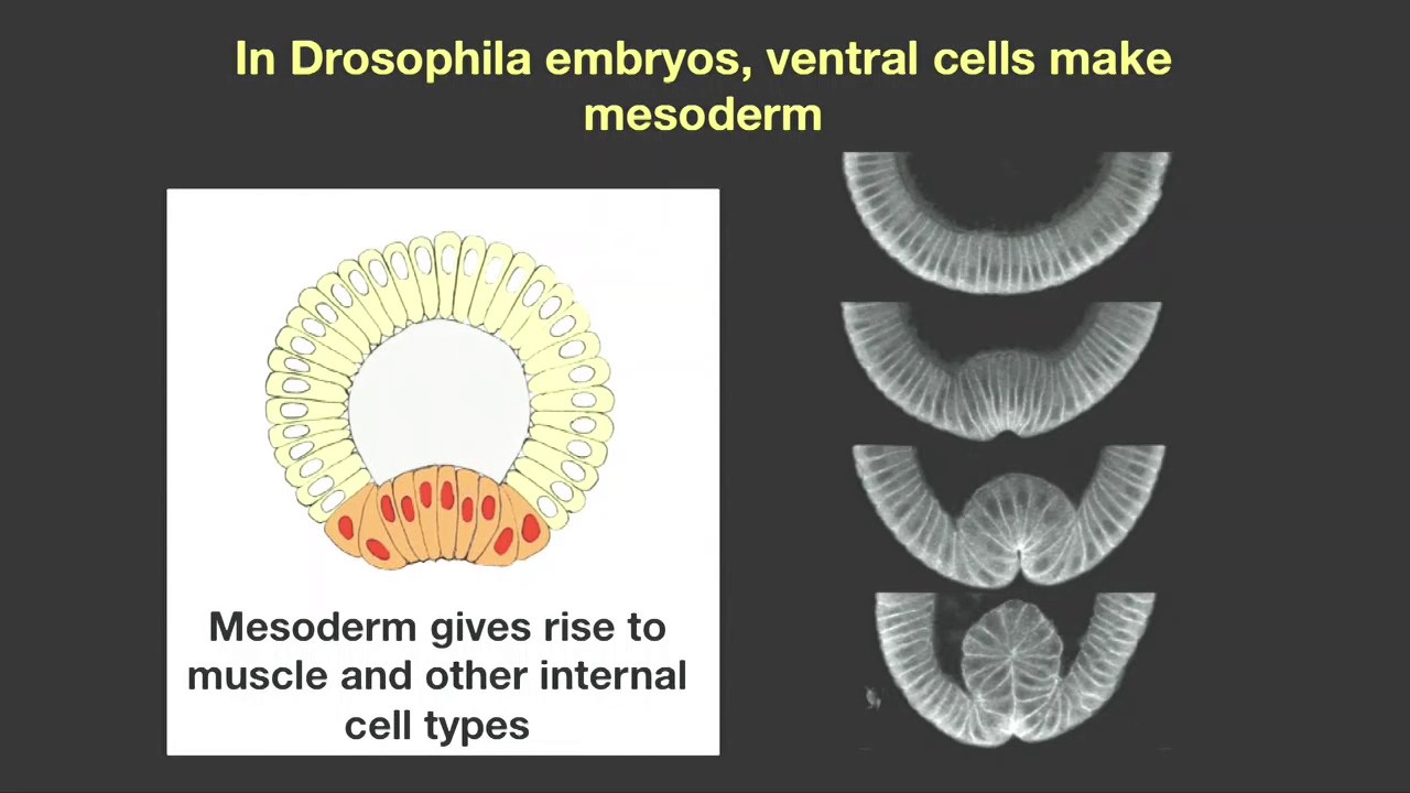 Gene and Cell Mechanics during Embryonic Development - Eric F Wieschaus