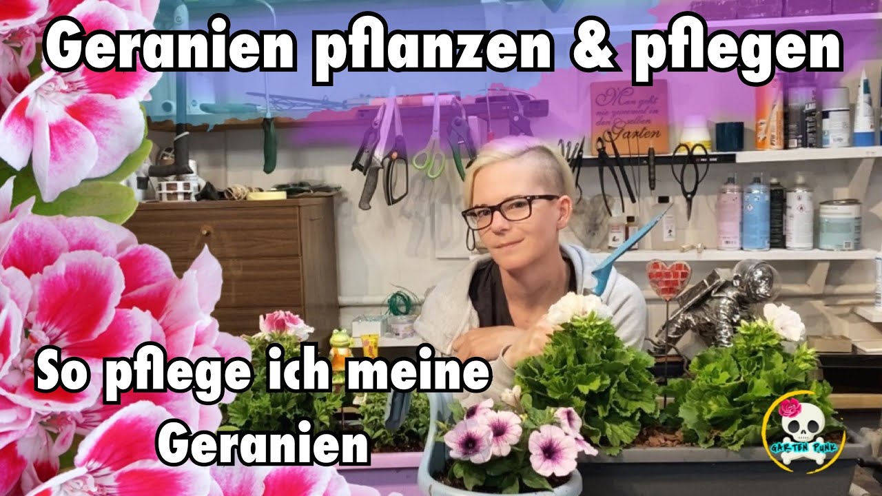 Geranien pflanzen & pflegen / Sommerbepflanzung Balkon mit Geranien & Petunien