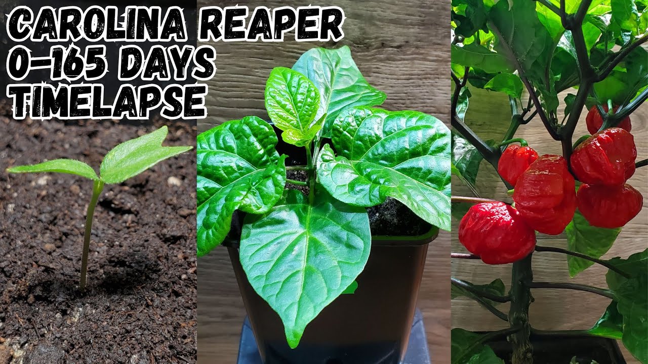 CAROLINA REAPER 0-165 DAYS TIME LAPS