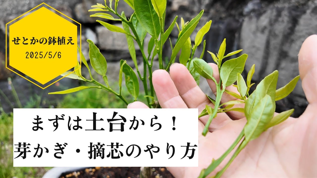 【5月上旬】②せとかの鉢植え／芽かぎ・摘芯で、まずは土台を作る