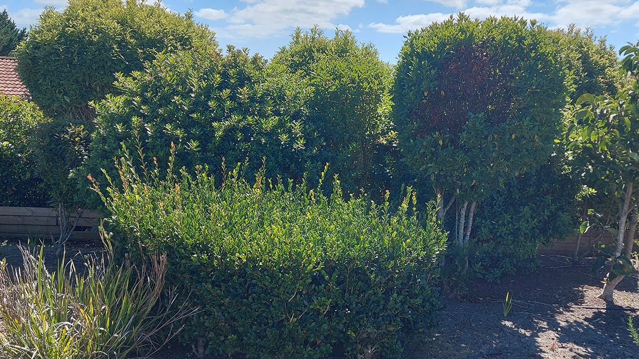 This garden Turned Into a Dream Garden! | Beautiful Transformation