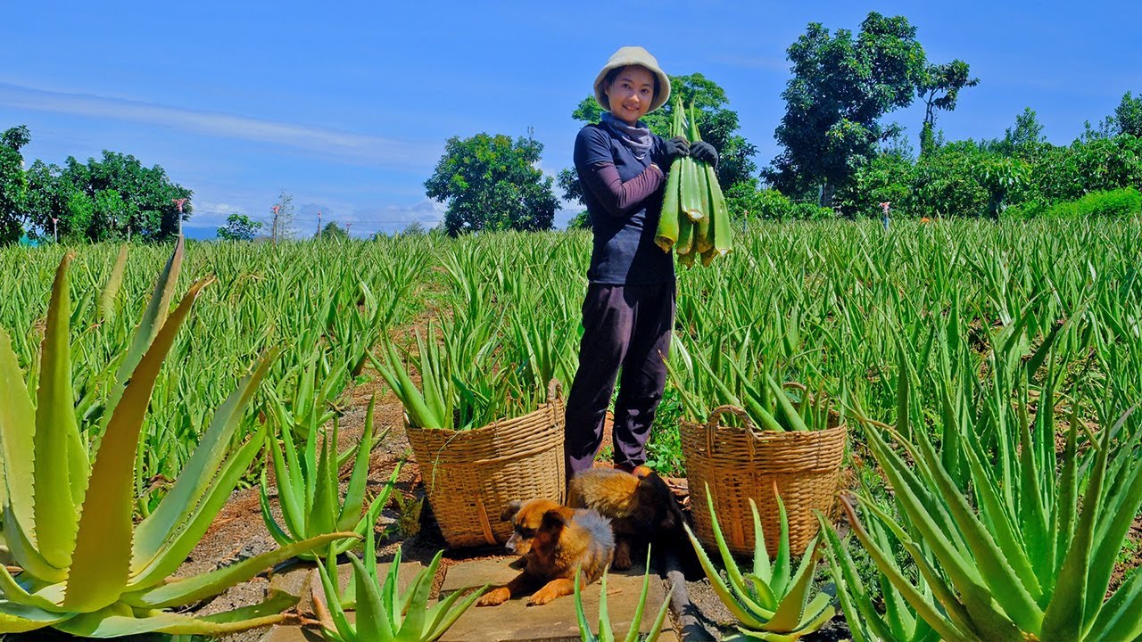 Harvesting Aloe Vera To Sell At The Market, Building A Trellis For Green Beans, And Raising Poultry.