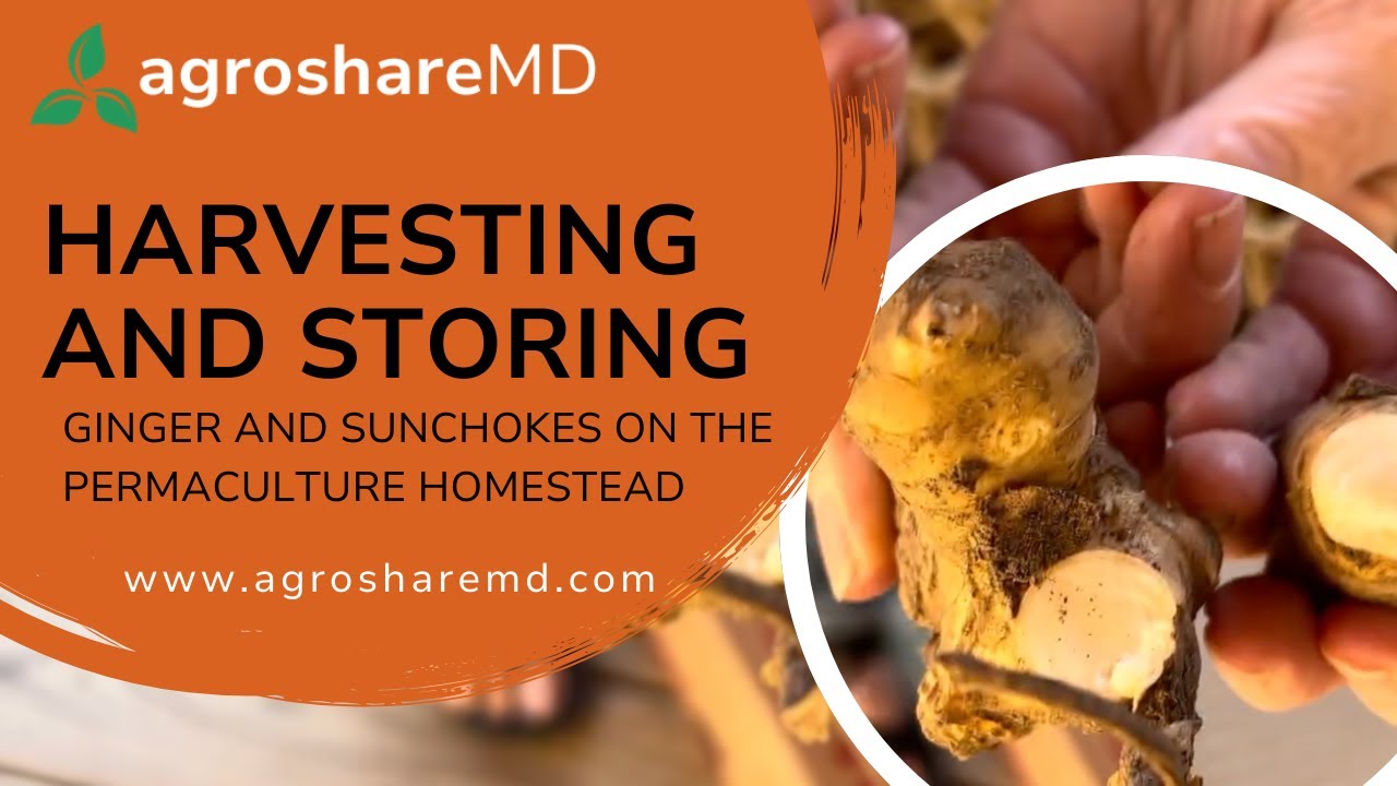 Harvesting and Storing Ginger and Sunchokes on the Permaculture Homestead