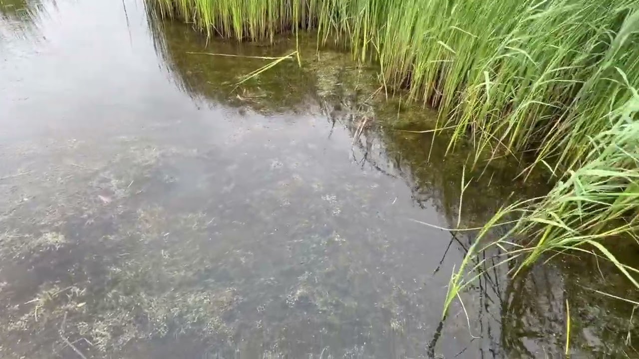 💧Protecting Our Ponds – Why Fencing Matters at Marton Mere #1