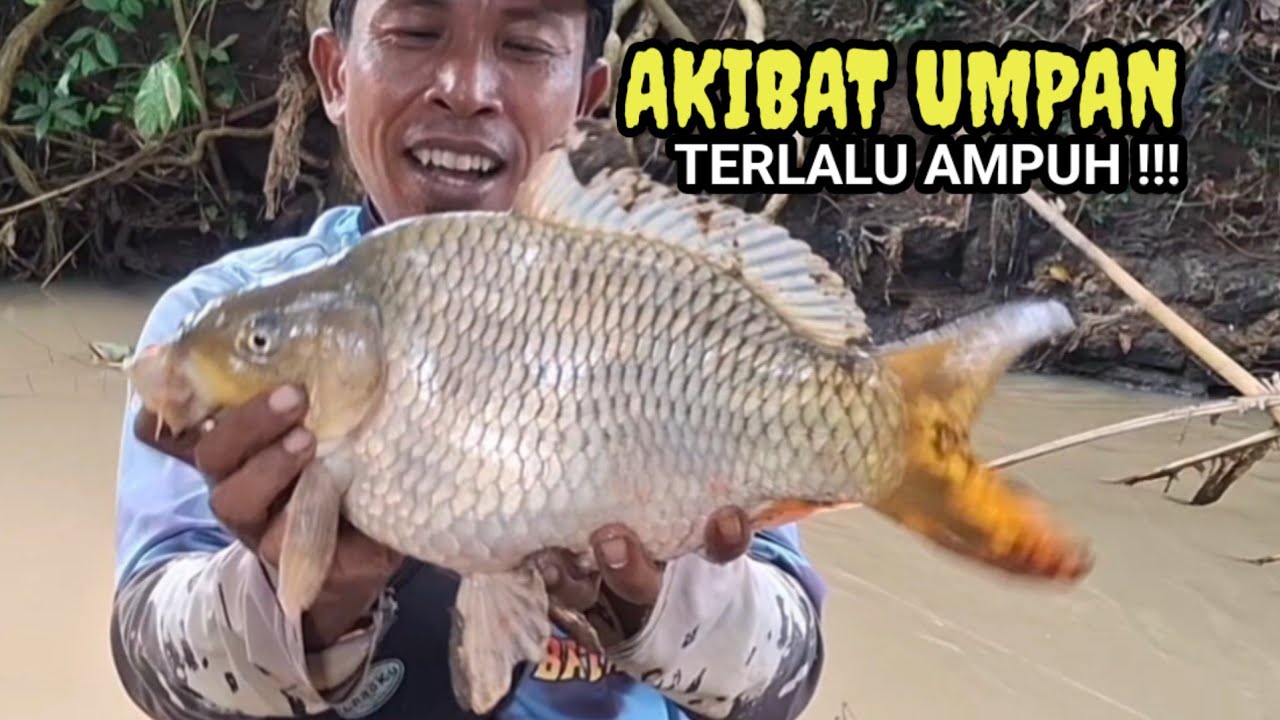 AKIBAT UMPAN MANCING TERLALU AMPUH ! IKAN BESAR BESAR PADA TERGODA MAKAN