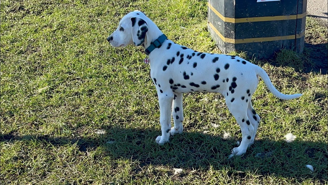 Dalmatian puppies first walk