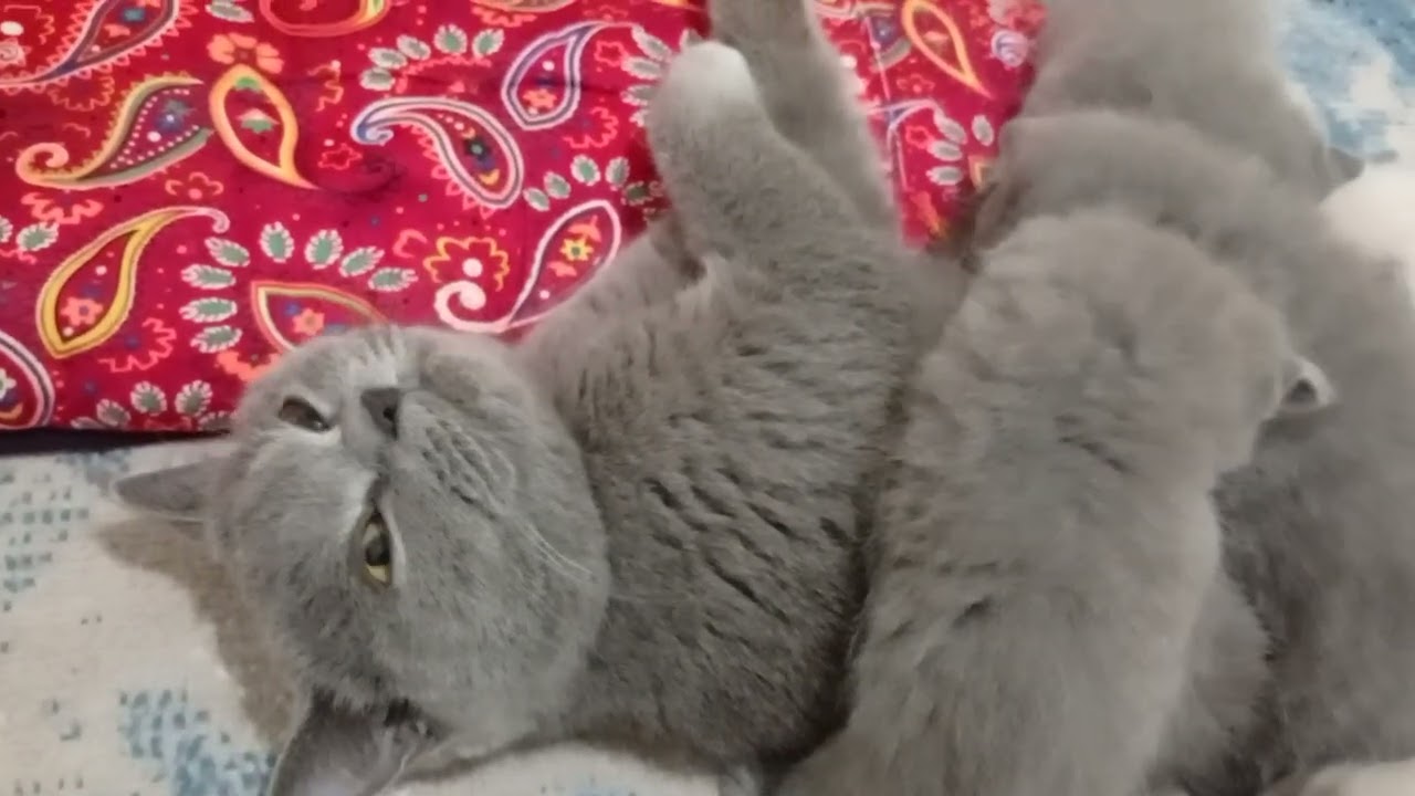 Кормление котята с маленькими зубками