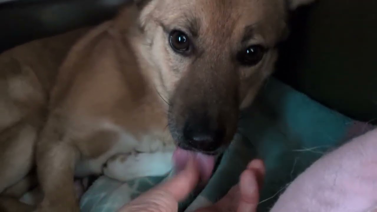 保護犬達、今日もオヤツのちゅーる食べてます🐕🐶😀
