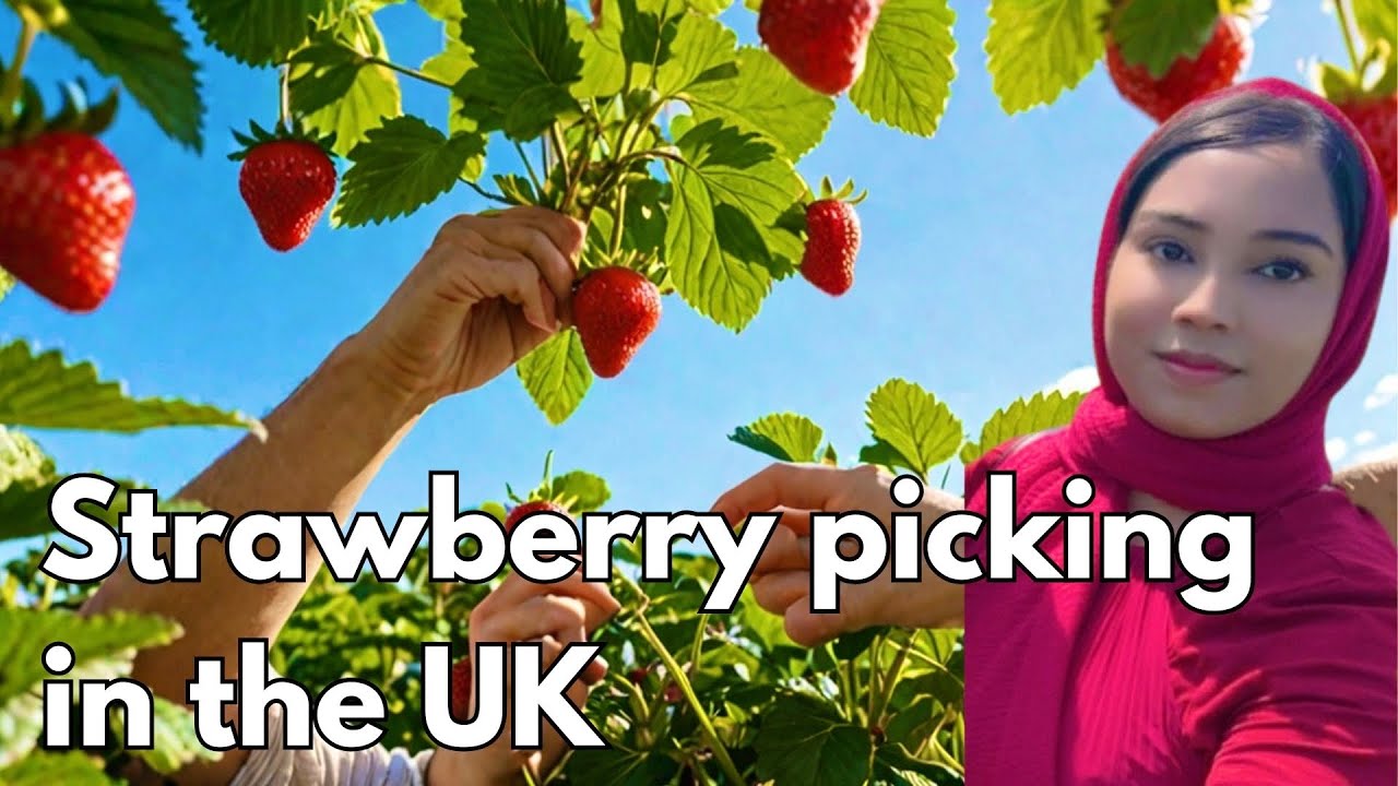 Experience the Thrill of Strawberry Picking at Kenyon Farm in the UK!