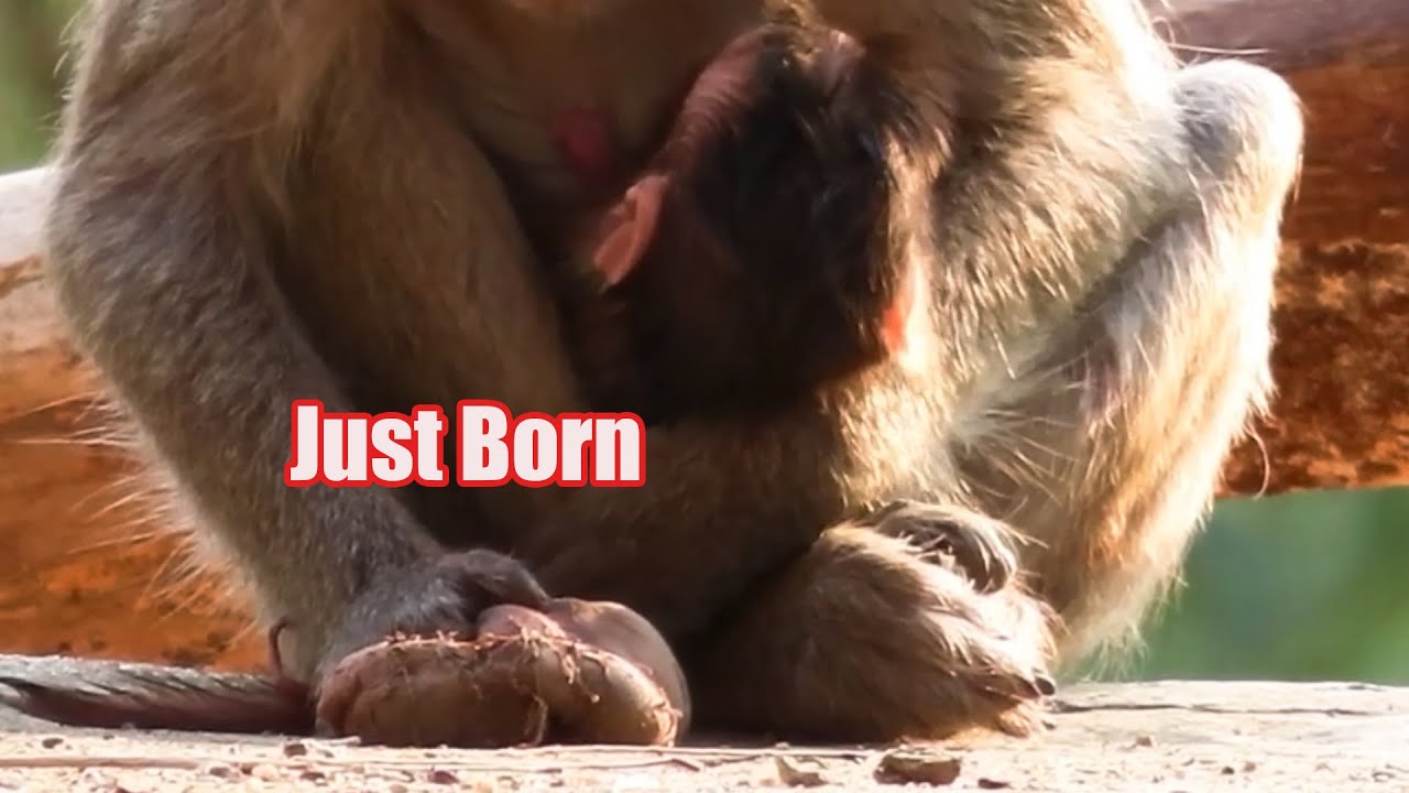 Newborn Baby Monkey 2026 in Mommy's Arms, Adorable Wildlife