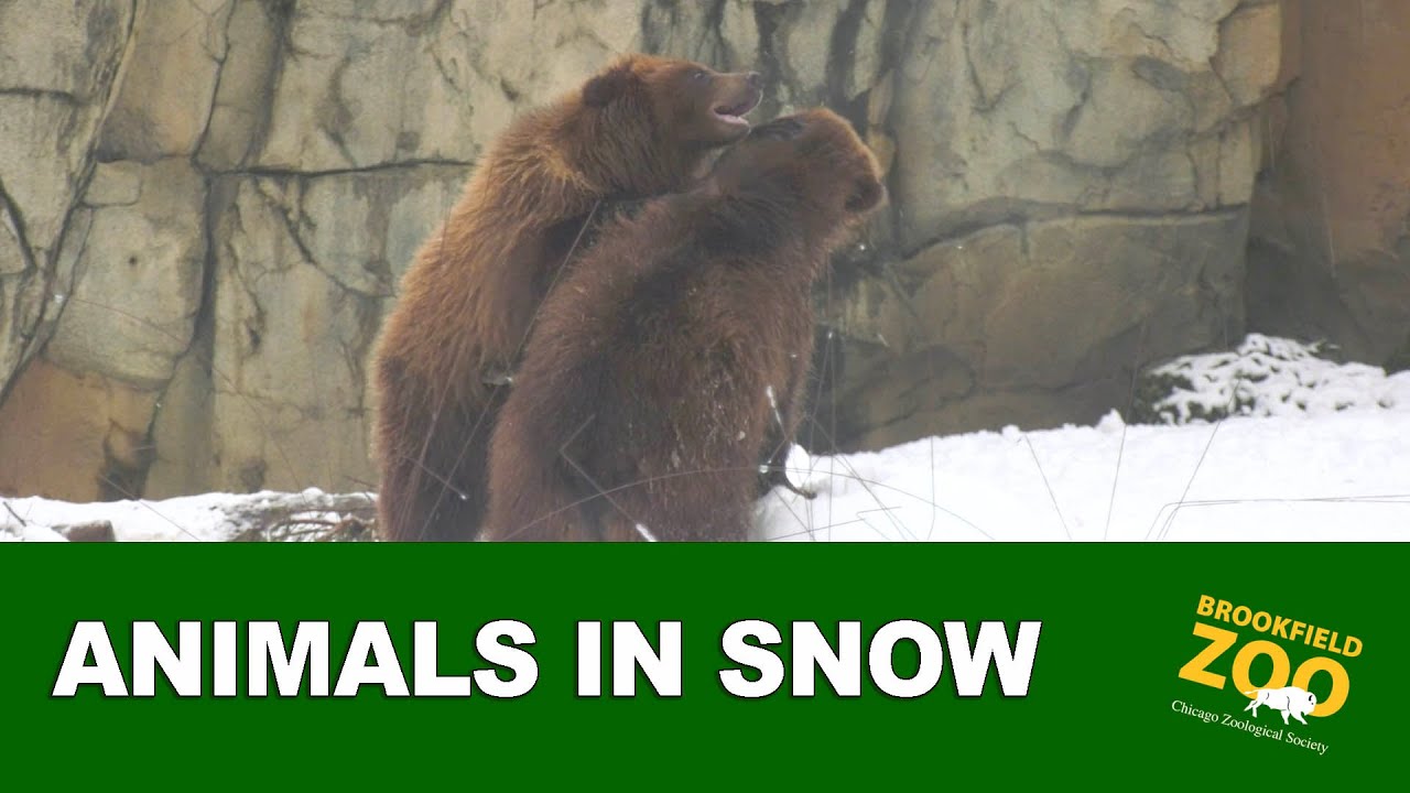 Animals in Snow