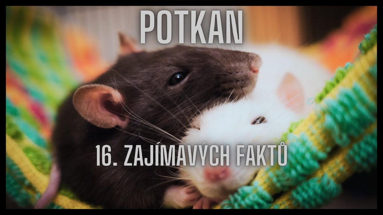 Potkan 16. Zajímavých faktů / a Brown rat 16. Interesting facts