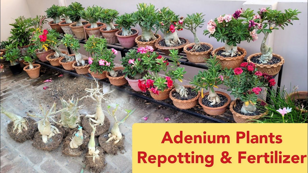 Adenium plants repotting & fertilizer for more flowers with update #garden