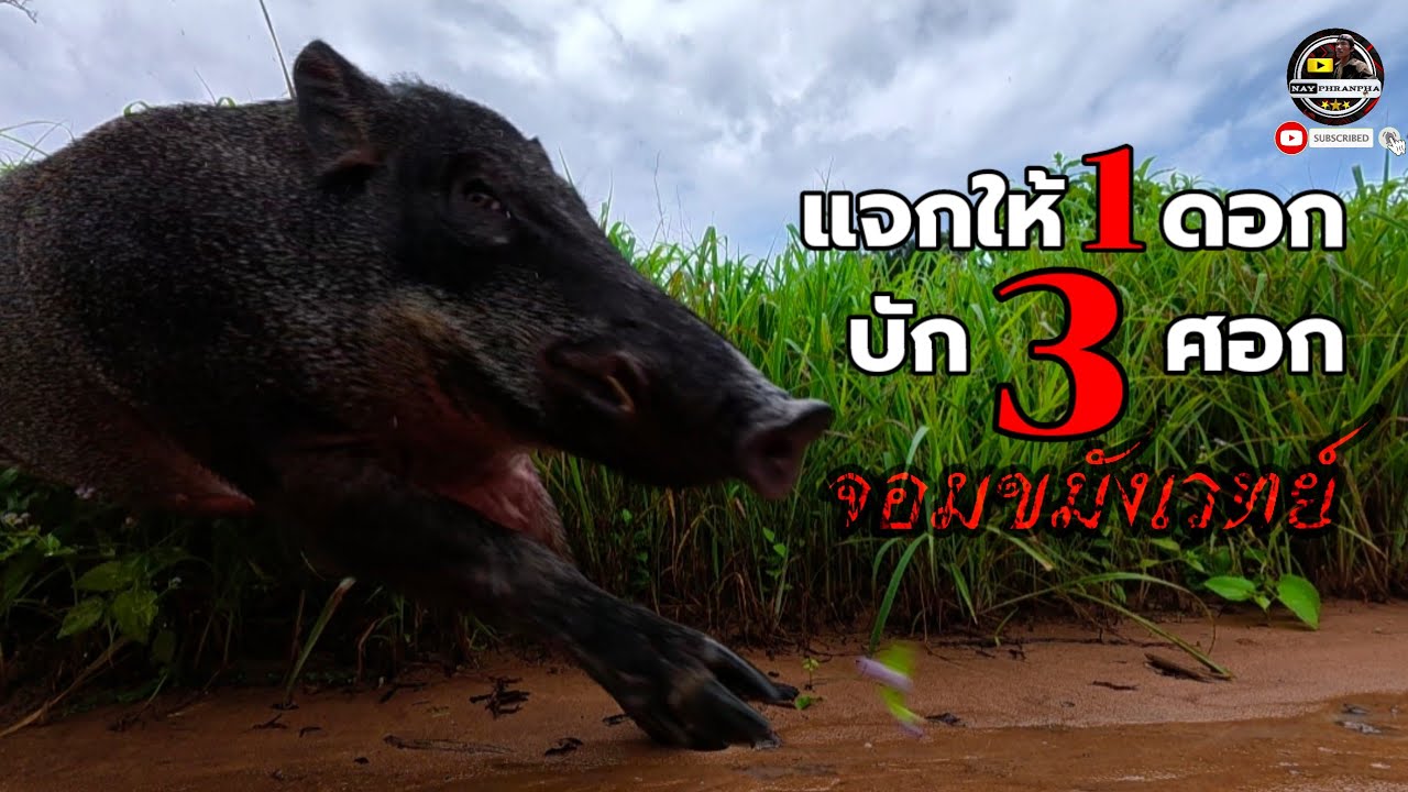 พรานพาจัดบักเหวอ3ศอกจอมขมังเวทย์/ພຣານພາຈັດບັກ3ສອກຈອມຂະມັງເວດ