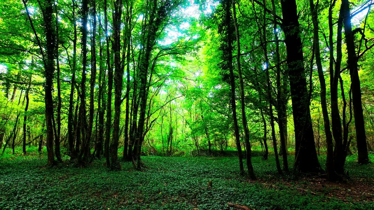 Sacred Forest of France 🌳 | 1 Hour in 4K | Nature Sounds | No Ads