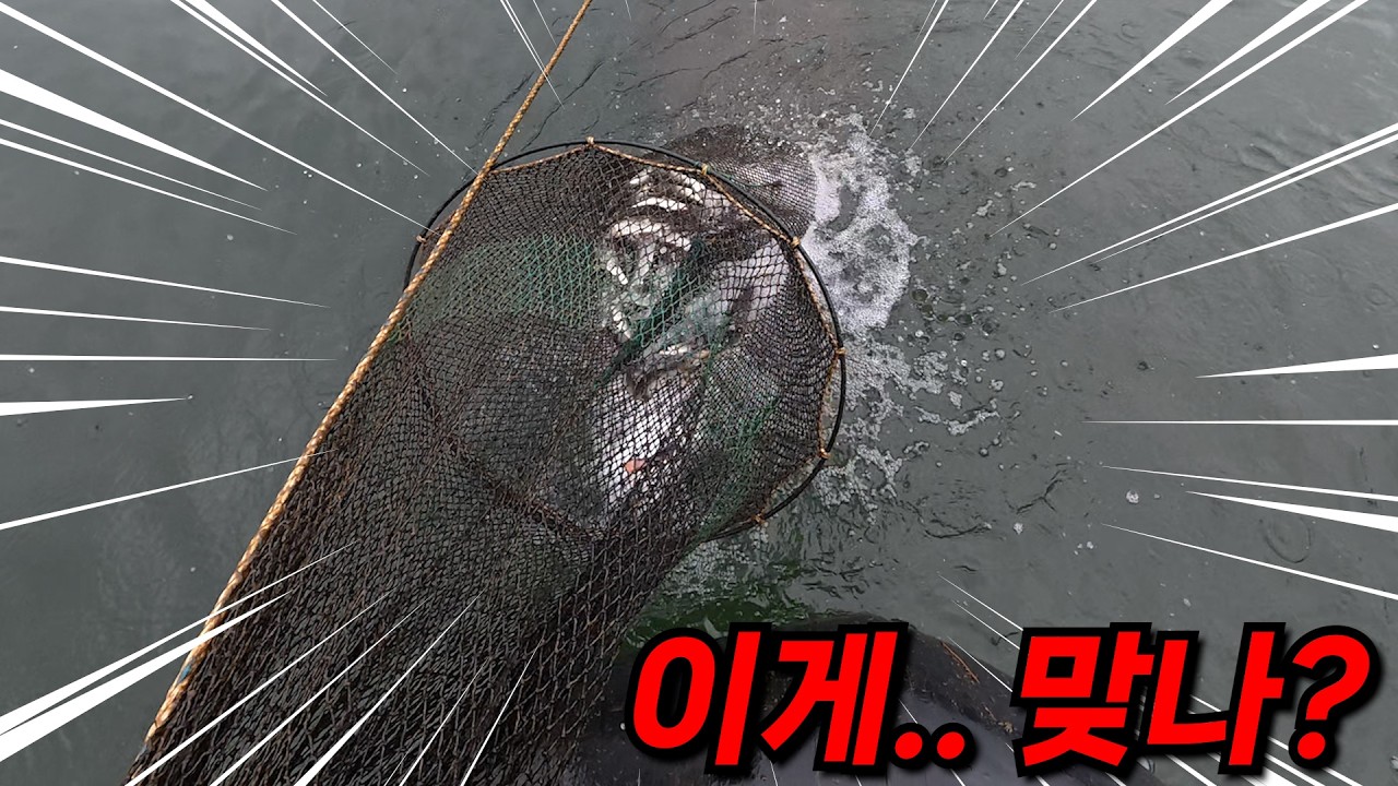 한탄강에 이 어종이 많이 않았는데 이상하게 많이 보이네요? 어쨌든 많다!