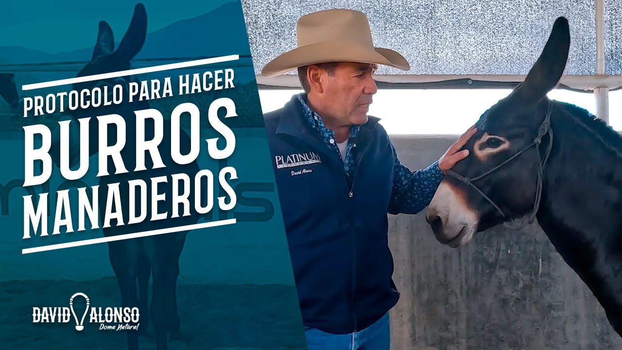 Protocolo para Hacer un Burro Manadero