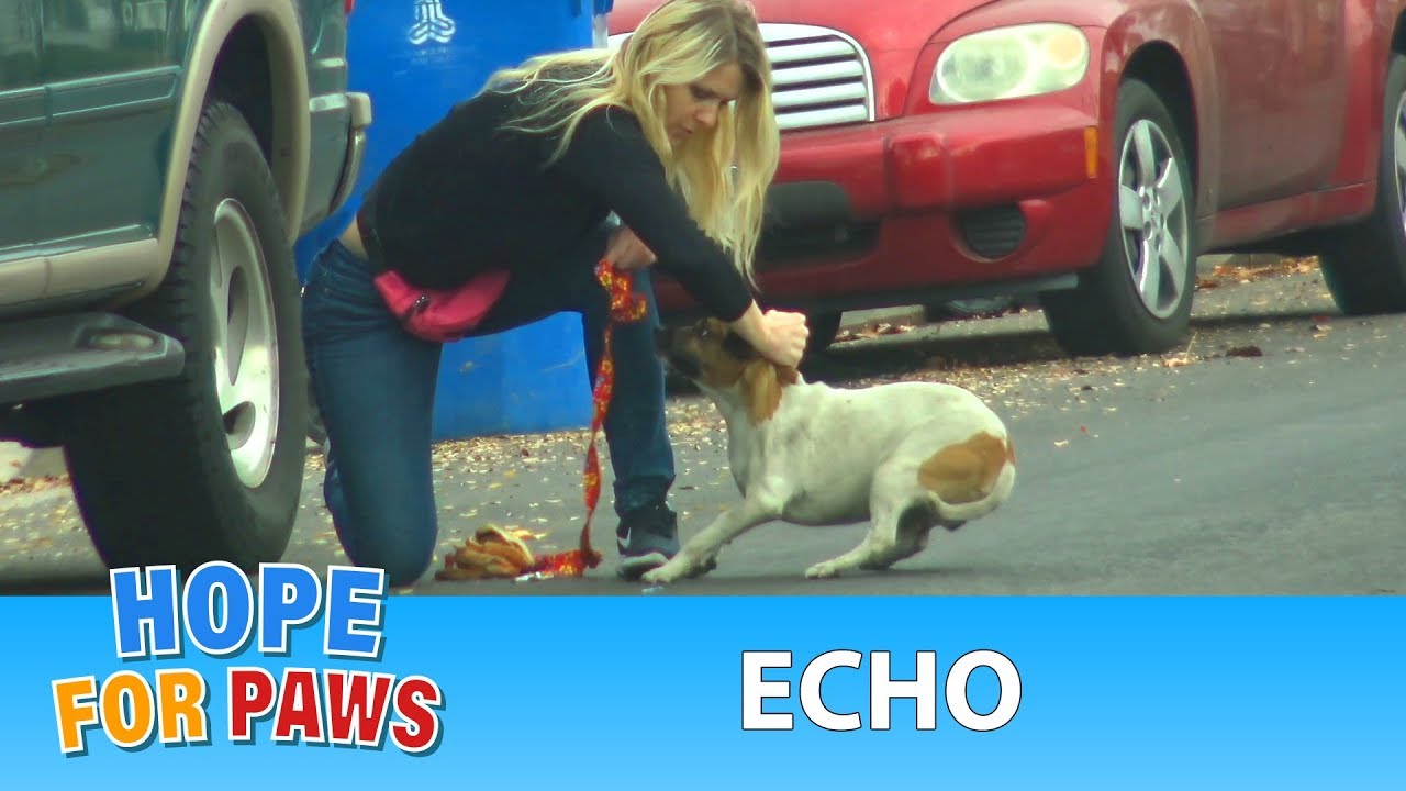 A dog with a broken leg ran 30 blocks in extreme pain until... #dogrescue